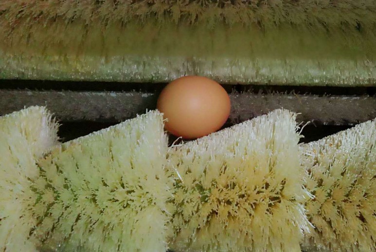 eggs washing machine 