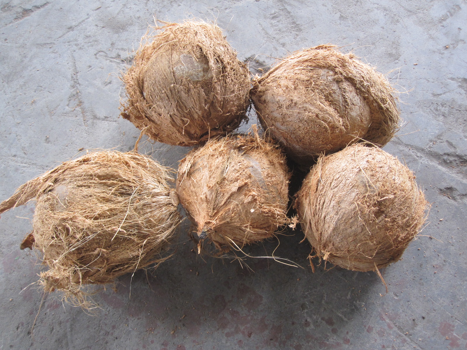 coconut husk peeler 1.JPG