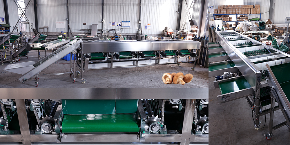 Hole Belt Type Mushroom Size Grading Machine